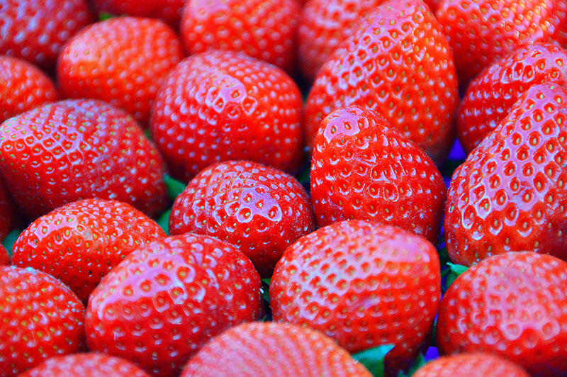 fraises sélectionnées pour le chocolat